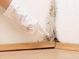 Best Asbestos and Lead Testing During Mold Inspection  in Parkland, FL